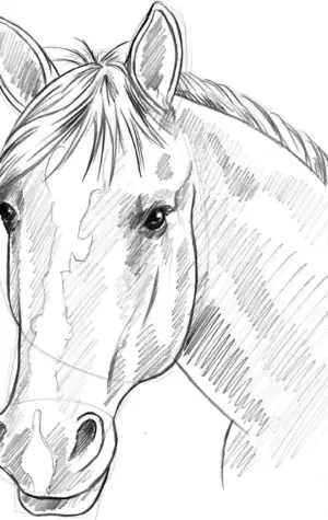 Рисование морды лошади