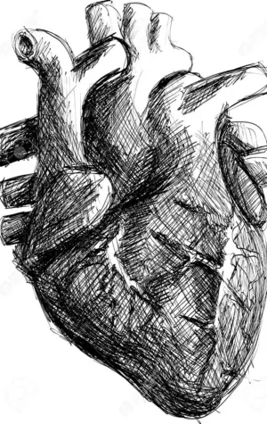 Сердце анатомия скетч