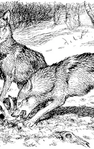 Сетон Томпсон Виннипегский волк
