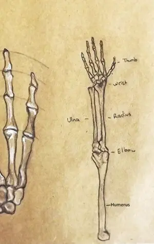 Скелет руки человека референс