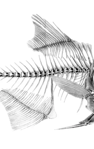 Скелет рыбы дорадо