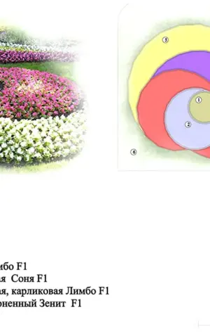 Схемы клумб непрерывного цветения однолетники