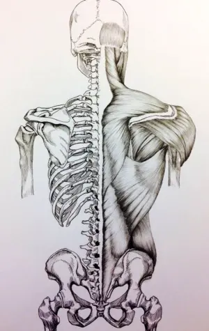 Спина скелет сзади