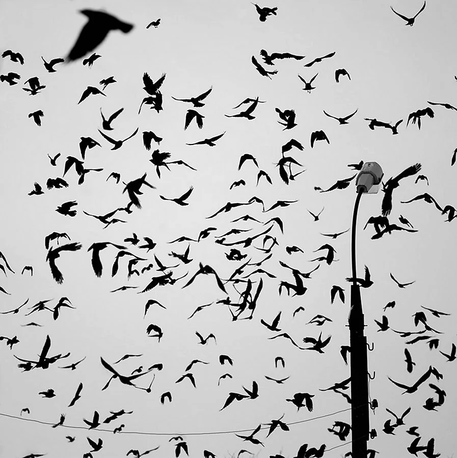Стая черных птиц. Стая птиц. Много птиц. Птицы разлетаются. Силуэты птиц в небе.