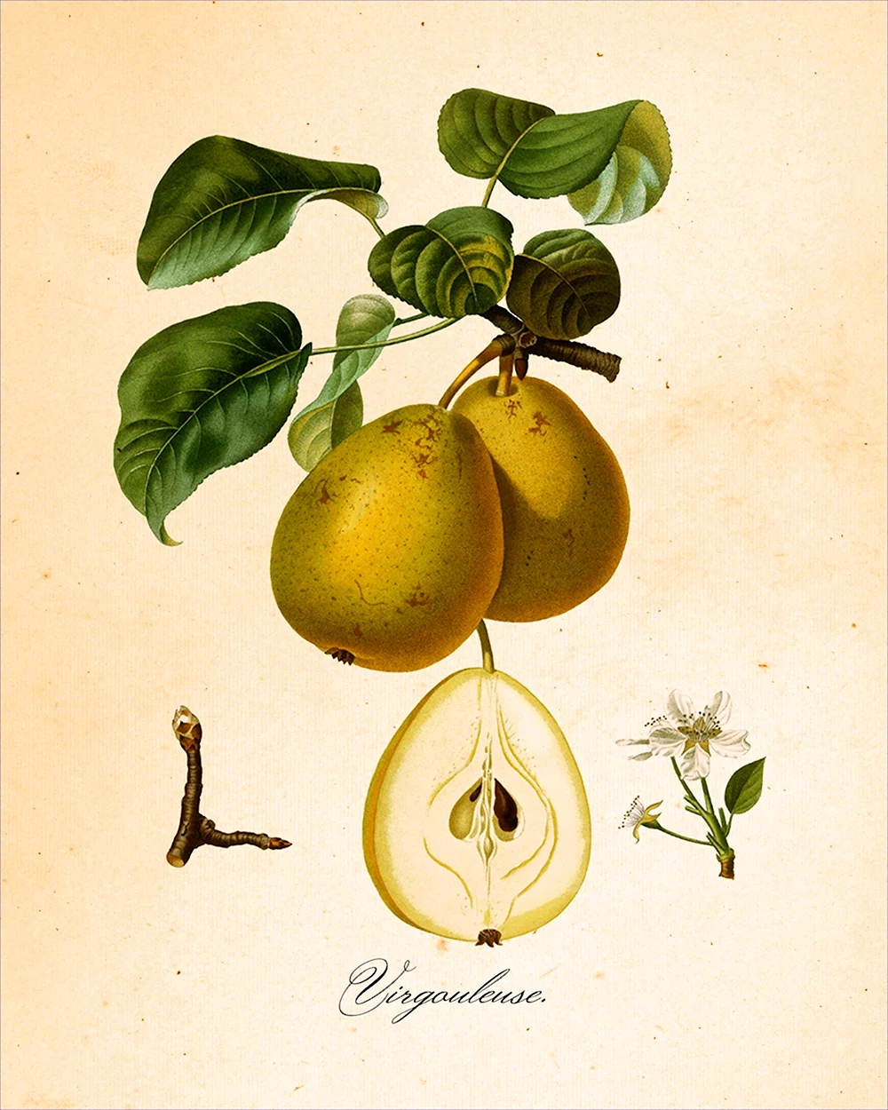 Старинные Ботанические иллюстрации 1640-1900