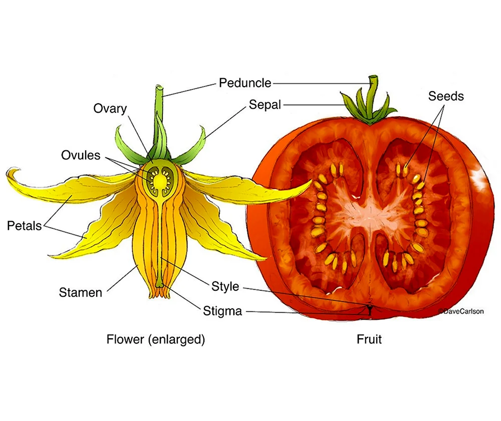 Поперечный срез завязи пестика лилии под микроскопом. Строение плода томата. Строение плода помидора. Строение плода ягоды томата. Строение томата биология.
