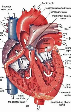 Строение сердца анатомия латынь