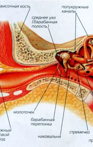 Строение уха человека вестибулярный аппарат