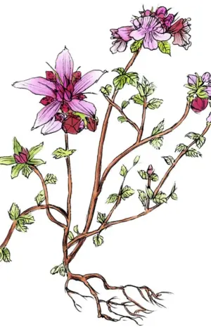 Тимьян ползучий Ботаническая иллюстрация