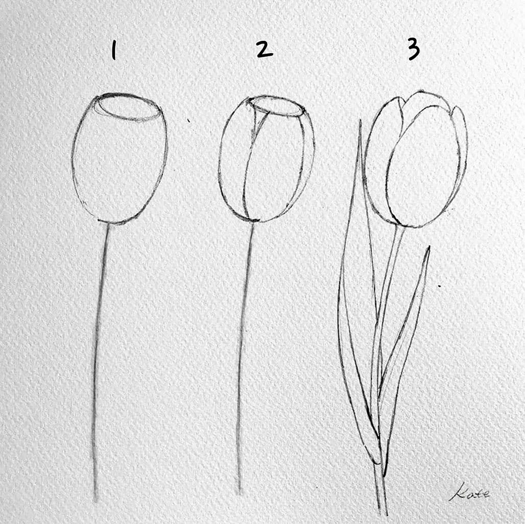 Тюльпаны карандашом