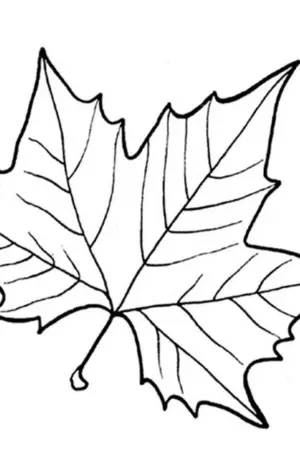 Трафареты кленовых листьев