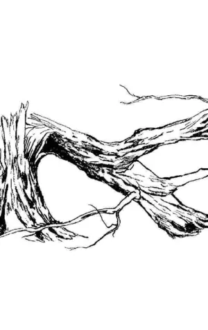 Ветки деревьев Графика