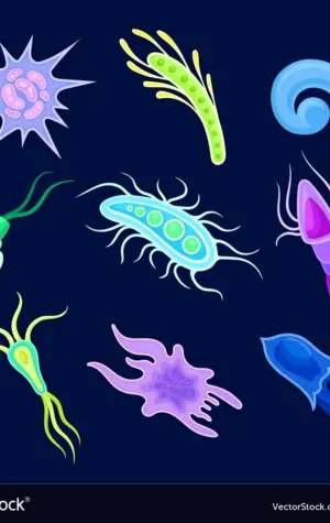 Виды планктона