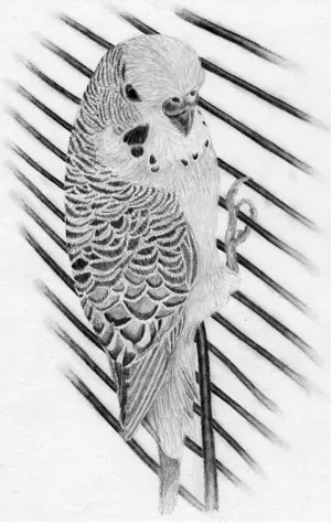 Волнистый попугай карандашом