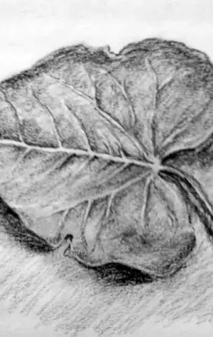 Зарисовка растений с натуры