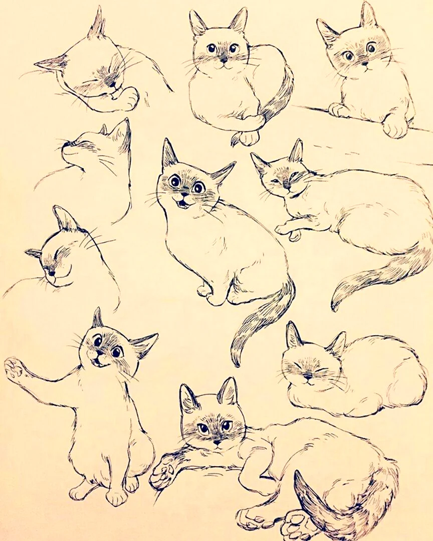 Зарисовки кошек