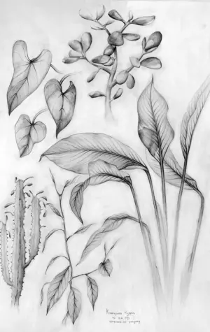Зарисовки растений