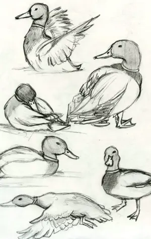 Зарисовки животных и птиц
