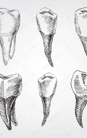 Зарисовки зубов