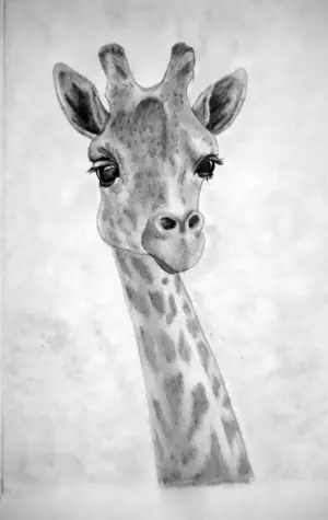 Жираф рисунок карандашом