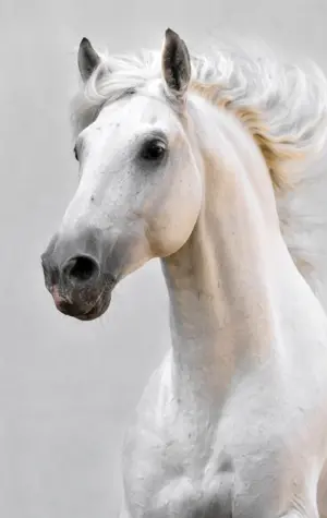 «Белый конь» 1898