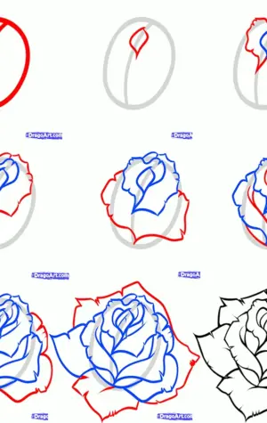 Этапы рисования розы