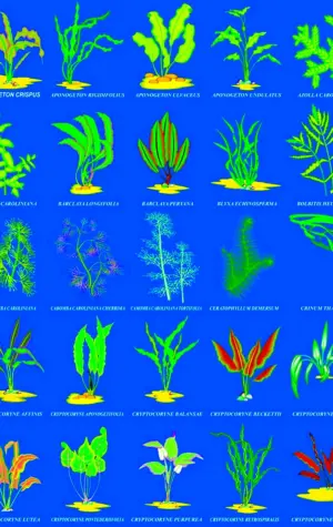 Классификация аквариумных растений