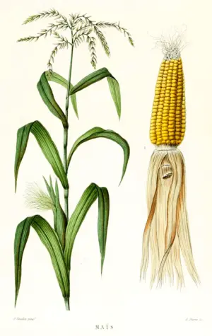 Кукуруза обыкновенная гербарий