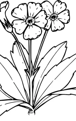 Медуница цветок