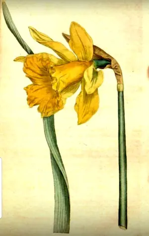 Нарцисс Ботаническая зарисовка
