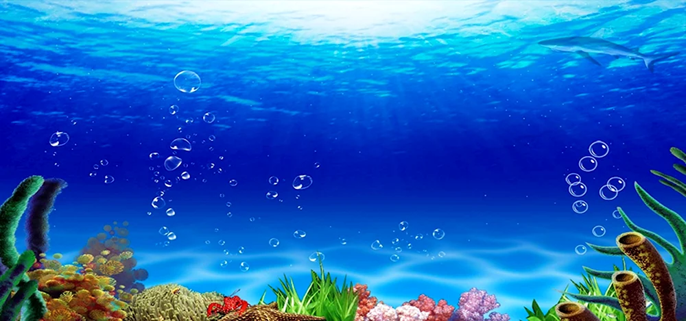 Подводный мир без рыб
