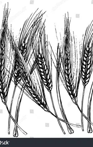 Пшеница в графике