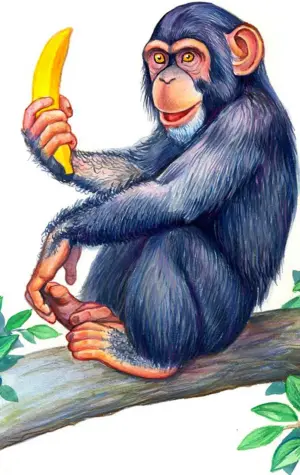 Ребенок шимпанзе
