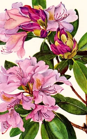Рододендрон Ботаническая иллюстрация